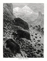 Jakt på moskus, 1877