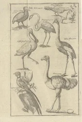 Illustrasjon hentet fra boken Beskrivelse av Vorgebürges des Guten Hope og deres Hottentots av Kolb, Peter og utgitt av bey Peter Conrad Monath (de, 1745)
