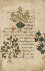 Illustrert dobbel folio som viser tistler og andre medisinske planter, 1595
