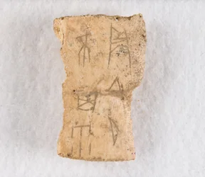 Innskrevet benfragment orakelbein, Late Shang-dynastiet, ca. 1300-1050 f.Kr.