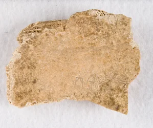 Innskrevet benfragment orakelbein, Late Shang-dynastiet, ca. 1300-1050 fvt.