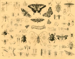 Insekter, c1910.