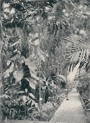 Interiøret i Great Palm House, Kew Gardens, 1904