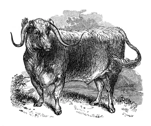 Lancashire-okse, eksemplar av langhornede raser, 1848