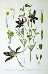 Larkspur, 1893
