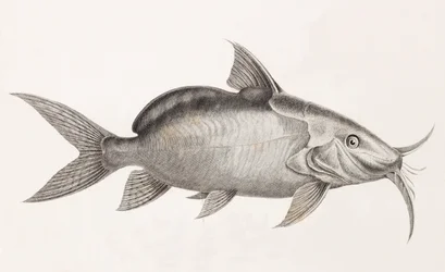 Le Pimedlode Guemel, nærbilde