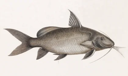 Le Pimelode Scheilan, nærbilde