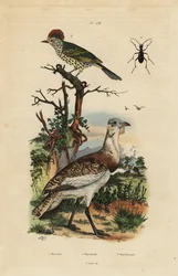 Liten brun bust, Eupodotis humilis og skarpnebb, Oxyruncus cristatus