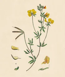 Lotus tenius. Slank fuglefot trefoil, 1800-tallet