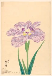 Love Meditating on Its Consort (Sofuren), nr. 7, ca. 1910
