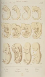 Pattedyrembryoer, 1905