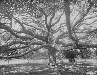 Mammoth Live Oak, nær Jacksonville, Florida, c1897.