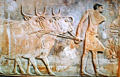 Mann som leder storfe, veggrelieff fra graven til Ptahhotep, Saqqara, Egypt, 24. århundre f.Kr.