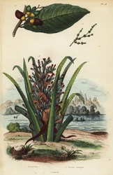 Merkemutter, Semecarpus anacardium 1 og pingvin eller pinuela frukt, Bromelia pingvin 2
