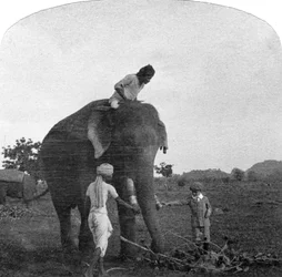 Mester Ekbal mater en elefant, India, 1900-tallet