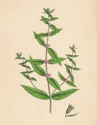Mentha gracilis, var. ekte. Slank mynte, 1800-tallet