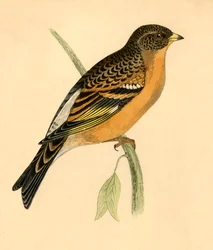 Fjellfink, sent på 1800-tallet.