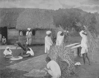 Innfødte arbeidere tilbereder ris på Jamaica, c1890