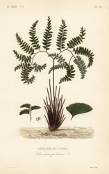 Nordlig jomfruhårbregne eller femfingret bregne, Adiantum pedatum, Capillary of Canada
