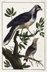 Tropiske fugler: Cayennejackdaw og Moluccan cotinda
