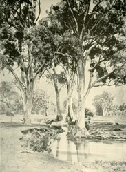 Old Gums, Mt. Crawford, Sør-Australia, 1901.