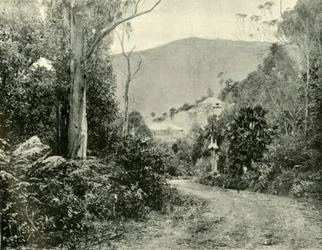 På Illawarra Road, N.S.W., 1901.