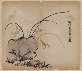 Orchid on Rocks, 1700-tallet.