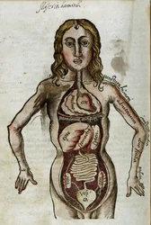 Organer Figur av en mann med sine indre organer blottlagt