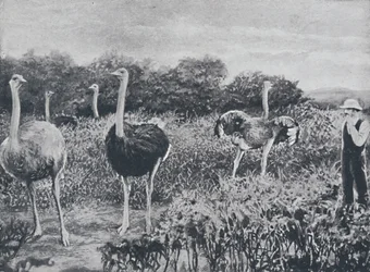 Strutser, 1924