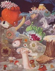 Over femti varianter av sjøanemoner, 1935