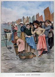 Østersselger, 1902