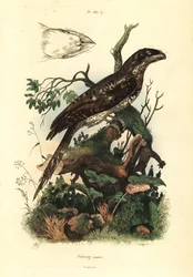 Papuansk froskemunn, Podargus papuensis Papuansk froskemunn