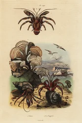 Påfuglhalealge, Padina pavonica 1, vanlig eremittkreps, Pagurus bernhardus 2, blåøyd eremittkreps, Paragiopagurus diogenes 3, og Pagurus alatus 4
