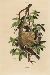 Pendelmeis, Remiz pendulinus og reir
