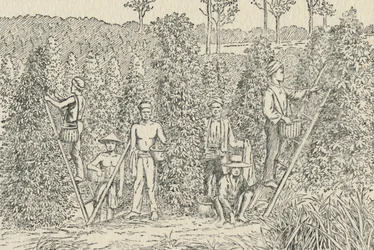 Pepperplantasje, 1924