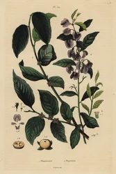 Persimmon, Dospyros khaki 1, og tre hovea eller karriblå busk, Hovea elliptica Platychilum celsianum 2. Plaqueminier, Platychilier