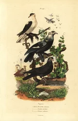 Duevarianter, Columba livia: svelge, gurglende tromme, stang