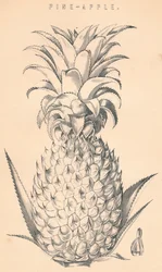 Pine-eple, c1800-tallet.