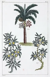 Medisinplanter, Kina