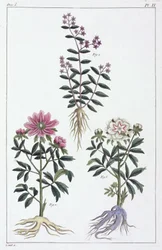 Medisinplanter, Kina