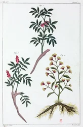 Medisinplanter, Kina