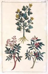 Medisinplanter, Kina