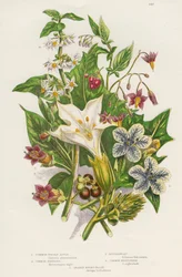 Giftige planter, c1885