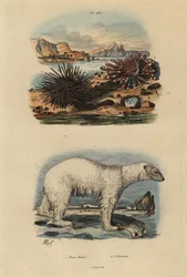 Isbjørn, Ursus maritimus 1, sårbar, spiselig kråkebolle, Echinus esculentus 2 og rød blyantkråkebolle, Heterocentrotus mammillatus 3