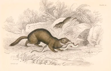 Polecat Mustela putorius, medlem av veslefamilien, 1828