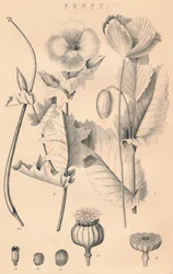 Valmue, c1800-tallet