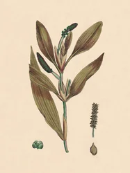 Potamogeton rufescens. Rødlig tjern, 1800-tallet