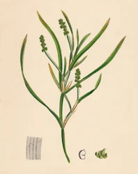 Potamogeton zosterifolius. Gressetang-blader, 1800-tallet