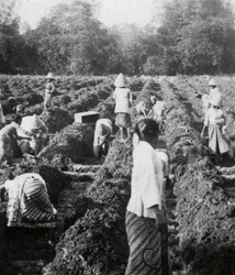 Klargjøring av vanningskanaler på en sukkerplantasje, Java, Nederlandsk Øst-India, 1927