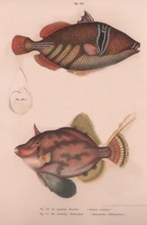 Pigghornfisk Batistes aculeatus, Monacanthus bifilamentosus, ca. 1850-tallet